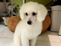 푸들 미용