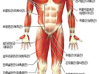 우리몸의 근육 명..