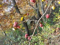 서산에서 본 구찌뽕나무