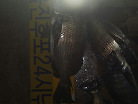 후포 감성돔 출조..