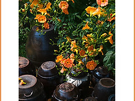 능소화의 계절 4