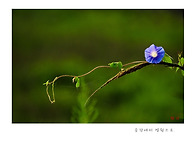 나팔꽃.
