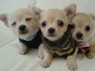 반려견 형제들 사진~