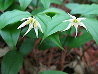 야생나리 (애기나리)