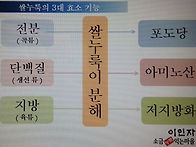 쌀 누룩의 3대 효소기능