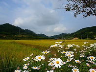 가을 구절초 그리고 산내~