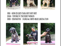 미코와 마뇽이 자견 분양합..