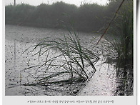 생에 첫 월척 붕어..