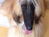 14개월령 남자아이 분양합..