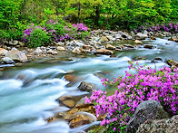 지리산 달궁계곡 수달래 ..