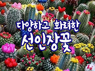 다양하고 화려한 선인장꽃