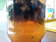 말벌