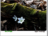 변산 바람꽃/ 복수초 꽃