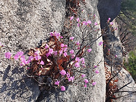 0322 수락산 도정봉