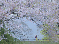 벚꽃이 피면 떠나야지~!!