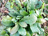 곰보배추 (설견초(雪見草)