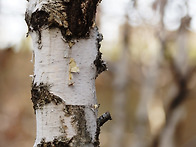 2016.04.01 아이파크에 핀..