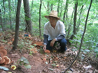 영지 버섯 입니다.