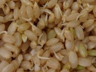 발아 현미 만들기(가바쌀)