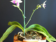 Phalaenopsis 가 계속 꽃망울을 터트리고 ..