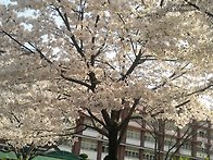 벚꽃구경하세요