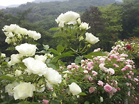 마리아의 작은집 정원