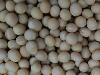 2015, 메주쑤기 작업