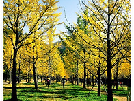 홍천은행나무숲 풍경