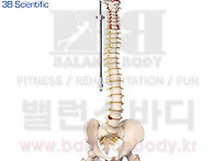 대퇴골두가 있는 유연한 ..