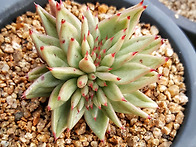 톰스텔마리아철화