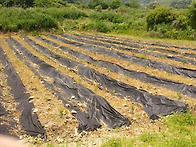 오탄리 밭 풀을 ..