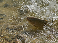 한마리만님 낚시