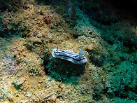 누디브렌치(Nudibranch..