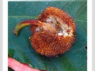 Artocarpus e..