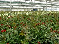 아리랑직영농장