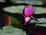 수련