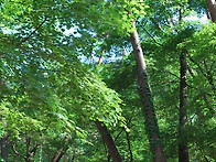 (평창) 솔섬오토캠핑장 -..