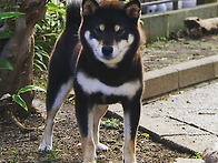 흑시바