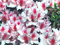 아름다운 철쭉꽃