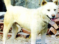 강화 백호