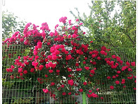 담벽락에 장미꽃