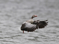 회색기러기[Greylag Go..