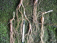 장백산,장뇌삼,홍삼,인삼,..