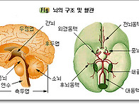 걸으면 뇌가 젊어진다 