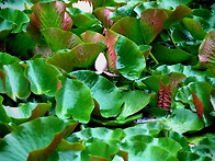 삼무곡 네트워크 