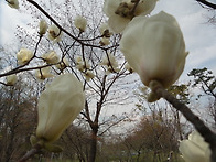 순백의 백목련