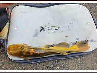 장호원 용풍저수지 34cm..