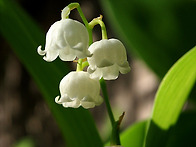 이유 있는 열풍, &lsquo;무해지..
