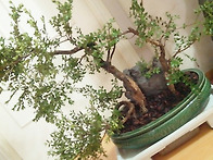 회양목 / Buxus 분재 In..