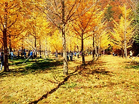 홍천 은행나무 숲